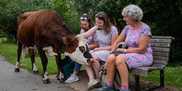This cow on Sheep’s Green in Cambridge was very interested in what these ladies had in their bags. (Credit: SWNS)