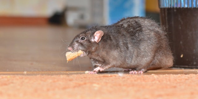 Some Big Apple business owners have recently complained that the all the al fresco dining is drawing rodents.