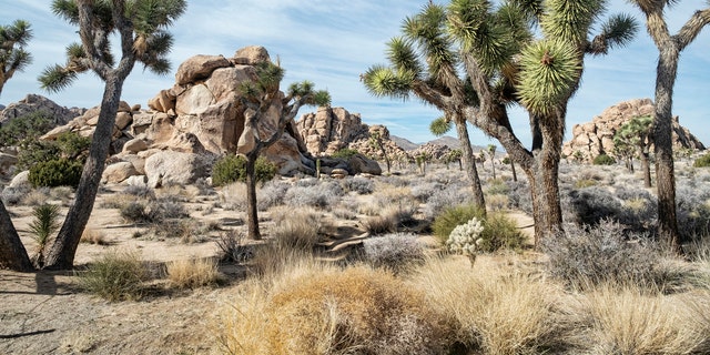 Joshua Tree National Park is a popular tourist destination in southern California.