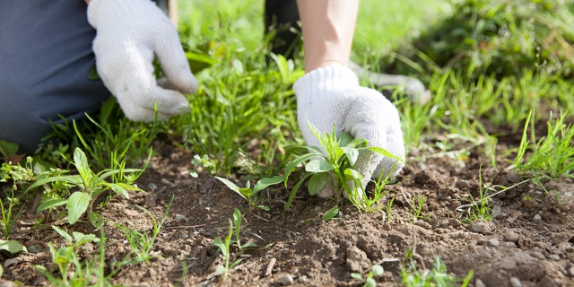 Drip irrigation, by pinpointing water near your garden plants, also results in less weeding.