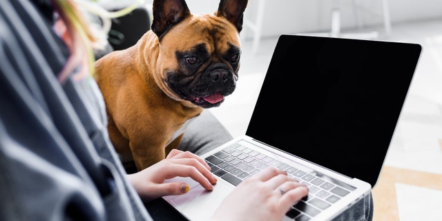 The survey found 63 percent of employed respondents said they believe their job will never return to normal and they anticipate they’ll work remotely for at least the remainder of the year.