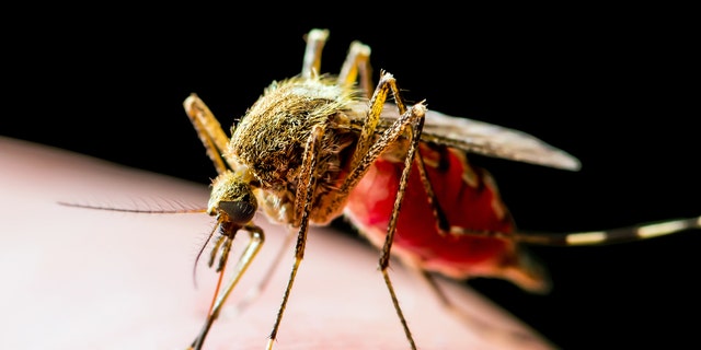 Coronavirus or West Nile? CDC reports 17 cases of mosquito disease that ...