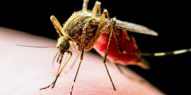 West Nile virus is transmitted primarily by several Culex species, including Culex salinarius and Culex pipiens, health officials say. (iStock)