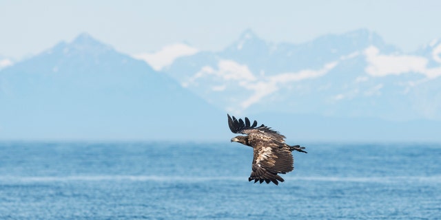The man rescued the juvenile bald eagle from the lake waters.