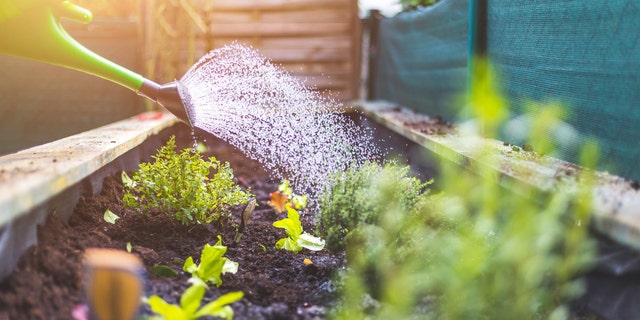 Before you go on vacation, make sure to walk your sitter through the process of caring for your garden the way you'd like the person to do so. 