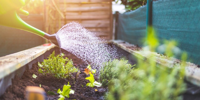 Before you go on vacation, make sure to walk your sitter through the process of caring for your garden the way you'd like the person to do so. 