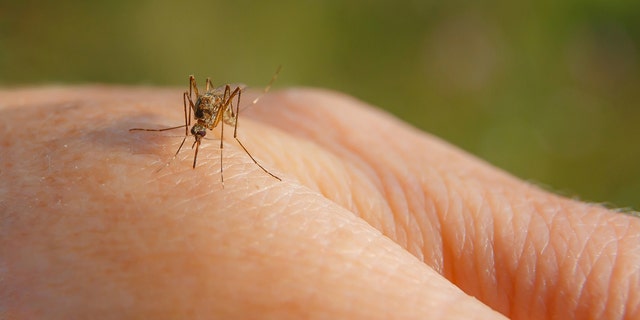 Most people do not develop illness, or only have mild illness, from West Nile virus — though some rare, severe cases can be fatal. 