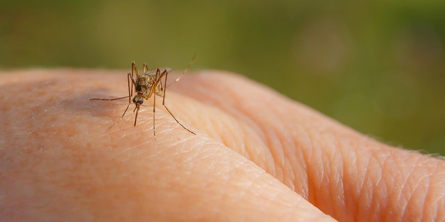 Most people do not develop illness, or have only mild illness from West Nile virus - although some rare, severe cases can be fatal.