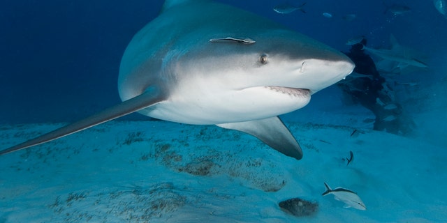 Researchers at the Florida Museum of Natural History and the American Elasmobranch Society determined that the risk of being bitten is still extremely low.