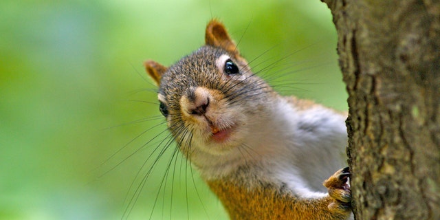American Red Squirrel close-up of face looking around a tree trunk