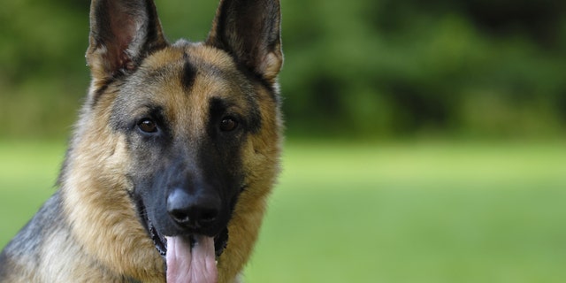 Deputies said a German shepherd, like the one pictured above, was found dead inside Robert Williams' home in Palm Coast, Florida, with a gunshot wound to its head.