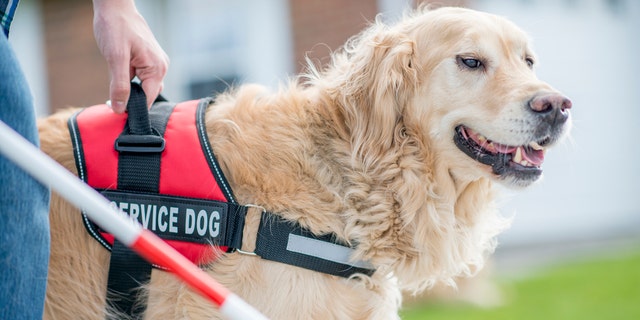 A gorgeous golden retriever service dog helps his owner — now much more "abled," thanks to this canine helper — get around. (File)