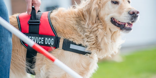 A gorgeous golden retriever service dog helps his owner — now much more "abled," thanks to this canine helper — get around. (File)