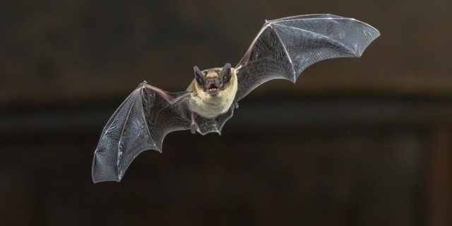Pipistrelle bat (Pipistrellus pipistrellus) flying on wooden ceiling of house in darkness.