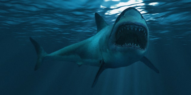 Brothers Lee and Adam Ferguson were out fishing in Western Australia for snapper on Friday morning when they encountered a giant great white shark that had swum up to their 17-foot fishing vessel.