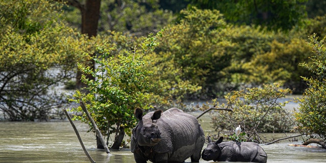A one horned rhinoceros and a calf wades through flood water at the Pobitora wildlife sanctuary in Pobitora, Morigaon district, Assam, India, July 16.
