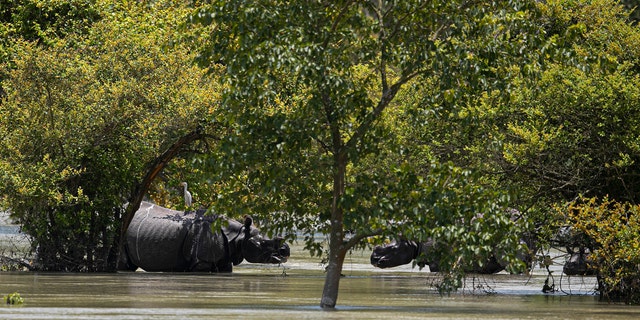 A group of one horned rhinoceros wade through flood water at the Pobitora wildlife sanctuary in Pobitora, Morigaon district, Assam, India, July 16.