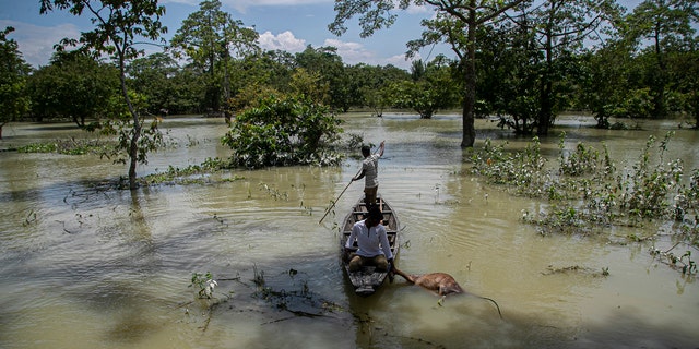 An Indian forest guard on a boat takes away the carcass of a wild buffalo calf through flood water at the Pobitora wildlife sanctuary in Pobitora, Morigaon district, Assam, India, July 16.