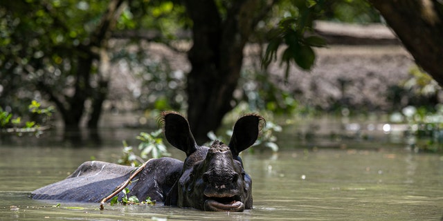 The floods in northeast India have inundated most of Kaziranga National Park, home to an estimated 2,500 rare one-horned rhinos.