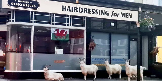 Mountain goats in Llandudno headed to a barbers in anticipation of a quick trim. (Credit: SWNS)”