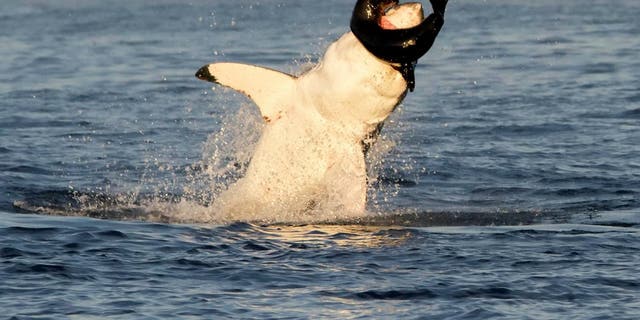 This is the heart-pounding moment a wildlife photographer filmed a voracious great white shark breaching the water to devour a helpless seal pup. (Credit: SWNS)