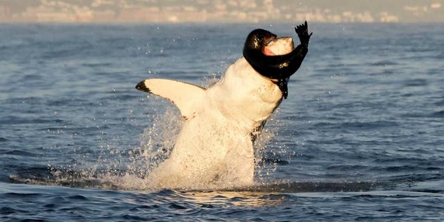 This is the heart-pounding moment a wildlife photographer filmed a voracious great white shark breaching the water to devour a helpless seal pup. (Credit: SWNS)