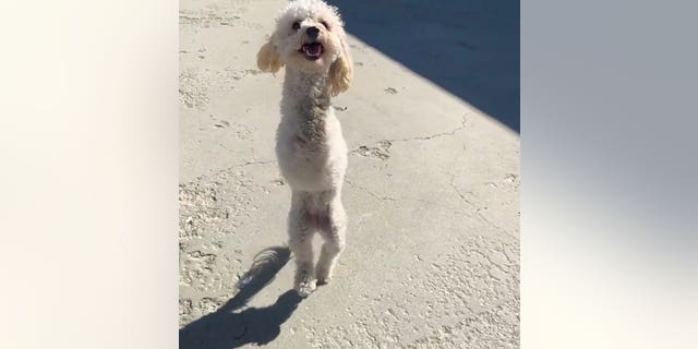 "She has never met a person or a pet that she doesn't want to be best friends with,” Skow said. "I think her mission in life is to display gratitude wherever she goes.