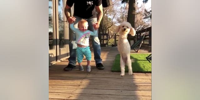 Now, the playful poodle is living her best life, with her proud owner describing Cora as “the friendliest, happiest dog I've ever met.” <br data-cke-eol="1">