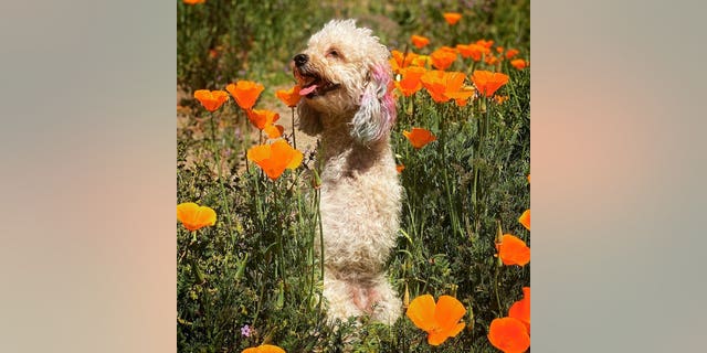 The 6-year-old pup has made paw-sitive progress since being adopted into a safe, loving home.