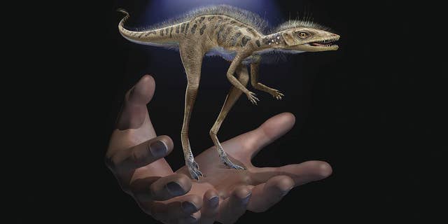 Life restoration of Kongonaphon kely, a newly described reptile near the ancestry of dinosaurs and pterosaurs, shown to scale with human hands. The fossils of Kongonaphon were found in Triassic (~237 million years ago) rocks in southwestern Madagascar and demonstrate the existence of remarkably small animals along the dinosaurian stem. (Credit: Frank Ippolito, American Museum of Natural History)