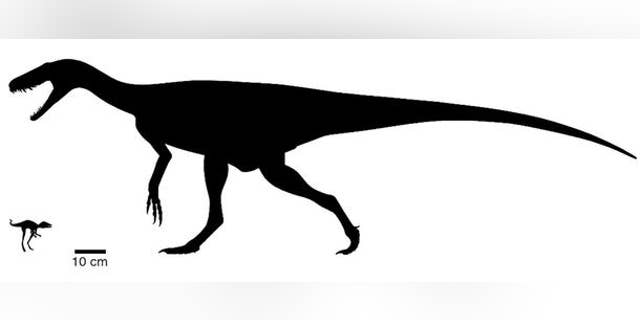 Body size comparison between the newly discovered Kongonaphon kely (left) and one of the earliest dinosaurs, Herrerasaurus. (Credit: Phylopic.org by Scott Hartman (CC BY 3.0) Frank Ippolito, AMNH)