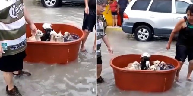 A couple in northeastern Mexico was able to rescue their puppies from the floodwaters from Hurricane Hanna..