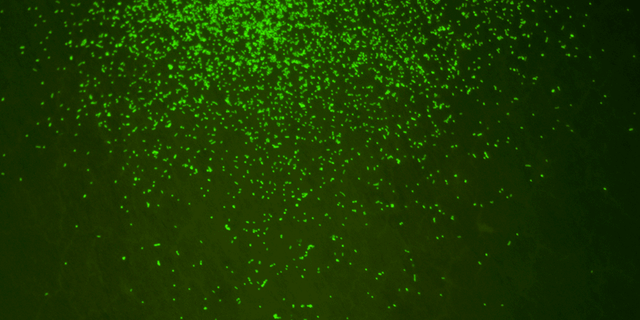 Magnified image showing microbes revived from 101.5 million-year-old sediment. (Image: JAMSTEC)
