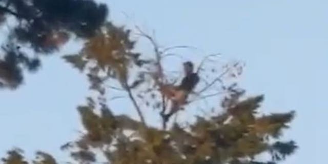 "We were in disbelief, so I got my phone out and started recording. No one else in the park seemed to notice.”