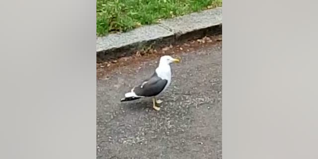 A lack of food scattered on the streets due to lockdown has seen Notting Hills desperate seagulls changing up their gourmet diets for rodents. (Credit: SWNS)