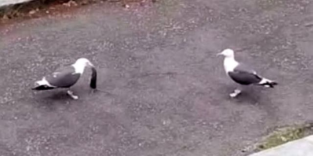 A seagull is captured on camera eating a rat whole. (Credit: SWNS)