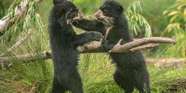 These adorable ‘Paddington Bear’ cubs are the first Andean twins ever to be born in the UK. (Credit: SWNS)