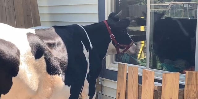 Don't have a cow, Jenna!