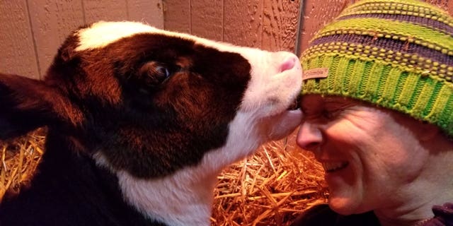 Jenna was just three-days-old when was taken in by Ryan Phillips, 42, and Mallory Sherman, 34, who run a not-for-profit farmyard sanctuary.