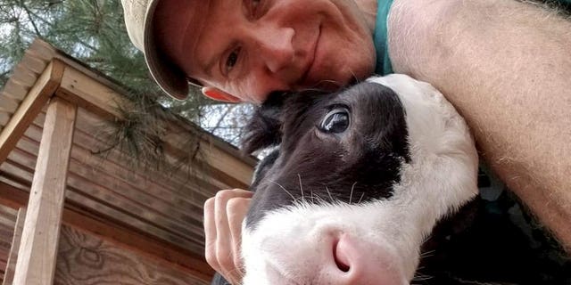 Jenna - nicknamed The Calf Who Lived - was a freemartin, meaning she was unlikely to have babies or produce milk, because she was born a twin, in November 2018. Jenna - nicknamed The Calf Who Lived - was a freemartin, meaning she was unlikely to have babies or produce milk, because she was born a twin, in November 2018.
