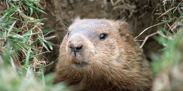 A marmot.