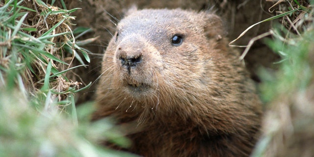 A marmot.