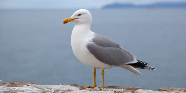 The animal apparently appeared to be injured as a result of the bite, but it flew away before authorities could inspect it.