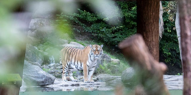 Two adult Amur tigers live in the tiger enclosure at Zoo Zurich: the five-year-old female Irina and the four-and-a-half-year-old male Sayan, pictured above after the attack Saturday. (Ennio Leanza/Keystone via AP)