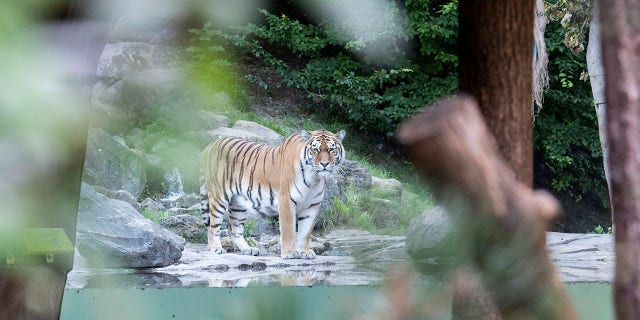 Two adult Amur tigers live in the tiger enclosure at Zoo Zurich: the five-year-old female Irina and the four-and-a-half-year-old male Sayan, pictured above after the attack Saturday. (Ennio Leanza/Keystone via AP)