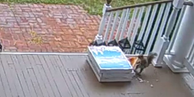 An opportunistic squirrel was caught stealing pizza that had been left on a porch in NJ after a contactless-delivery.
