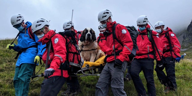 Daisy, a St Bernard, collapsed on Scafell Pike in England and needed to be rescued on Friday.