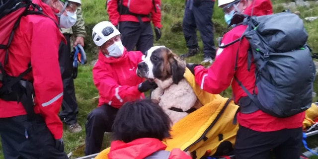 Daisy, a St Bernard, collapsed on Scafell Pike in England and needed to be rescued on Friday.