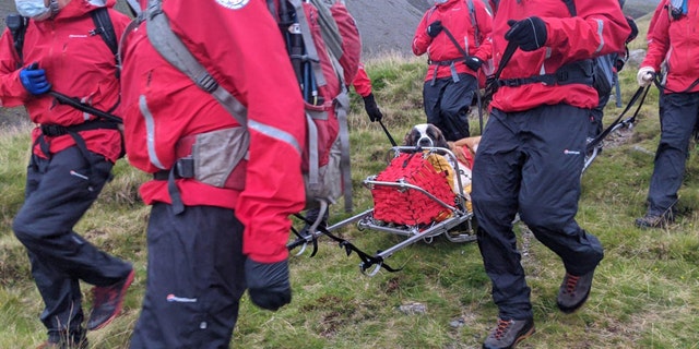 Daisy, a St Bernard, collapsed on Scafell Pike in England and needed to be rescued on Friday.