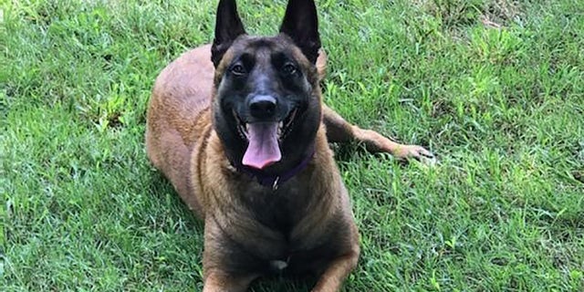 Roux, a 3-year-old Belgian Malinois, was adopted 15 months earlier.